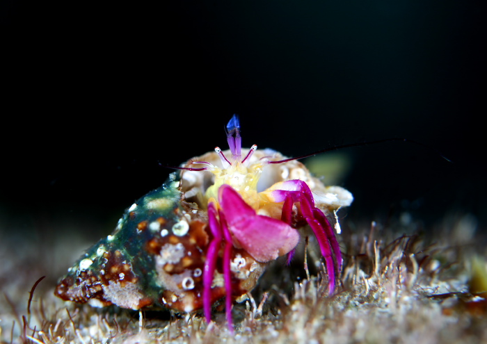 ムラサキゼブラヤドカリ