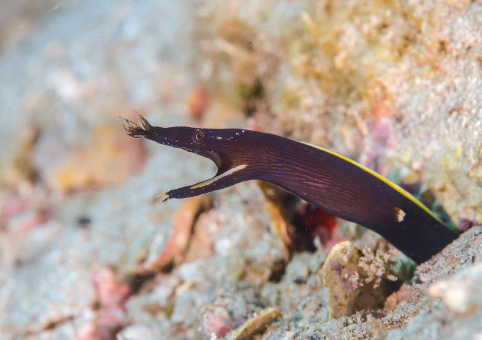 ハナヒゲウツボ