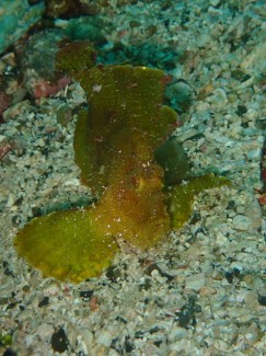 ハダカハオコゼ