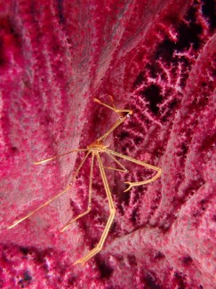 オルトマンワラエビ