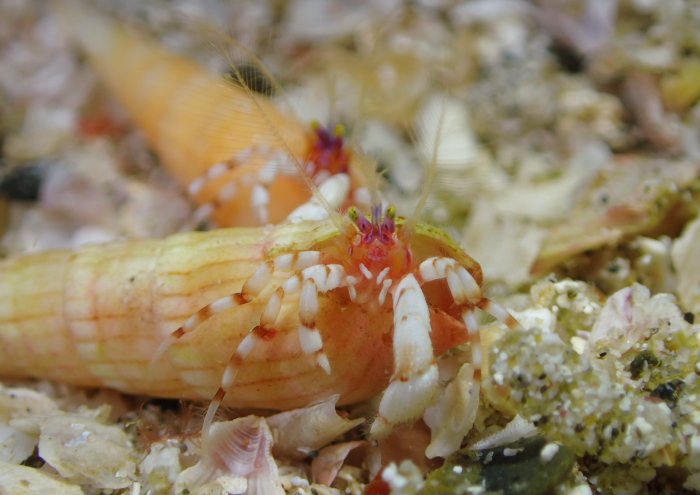 ディオゲネス・ドロテアエ