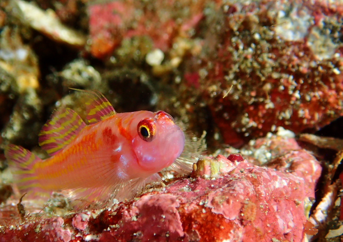 カタボシニシキベニハゼ