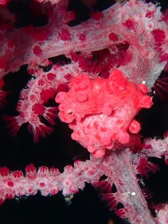 ピグミーシーホース3