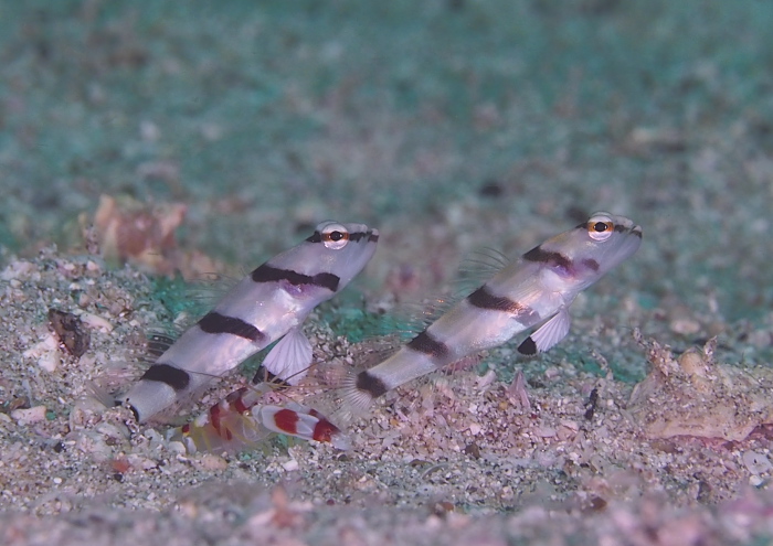 キツネメネジリンボウ