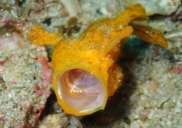 イロカエルアンコウ