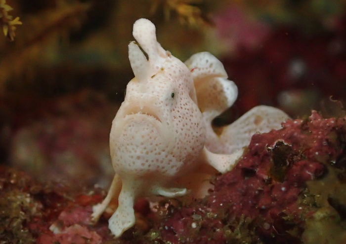 オオモンカエルアンコウ