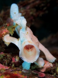 オオモンカエルアンコウ