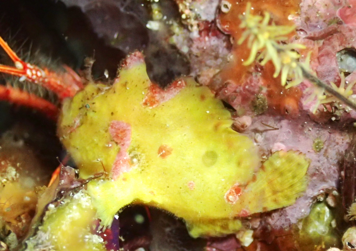 ベニカエルアンコウ