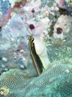 ヒトスジギンポ