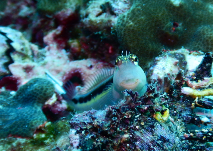 ヒトスジギンポ