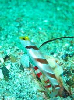 ヒレナガネジリンボウ