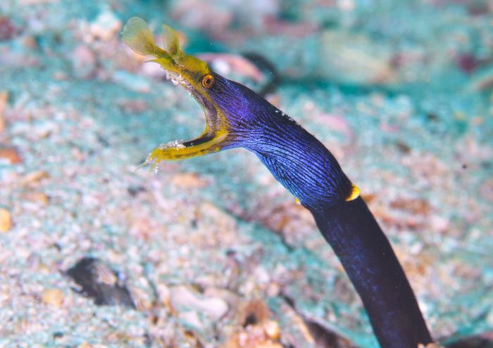 ハナヒゲウツボ