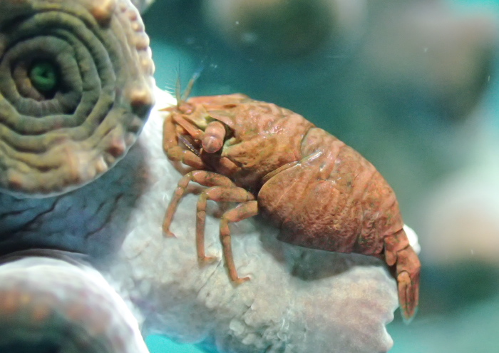 ポントニデス・マルディブエンシスブログ2