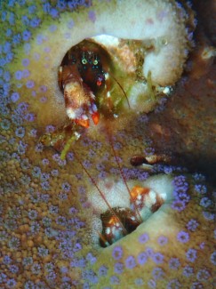 ニシキカンザシヤドカリ