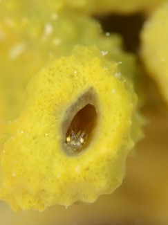 カイメンカクレエビSP