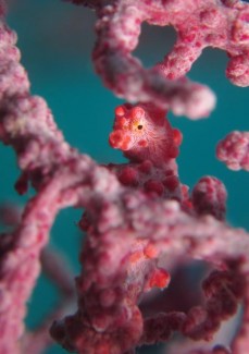 ピグミーシーホース