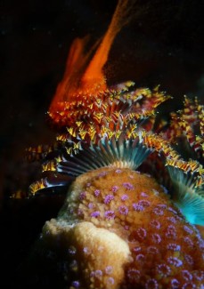 イバラカンザシ