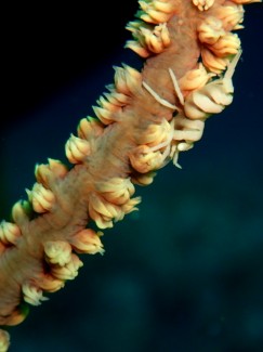 ムチカラマツエビ