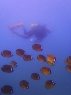 チョウチョウウオ