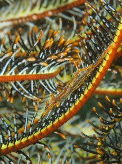 ボンテンウミシダヤドリエビ