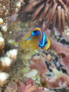 ミヤコキセンスズメダイ