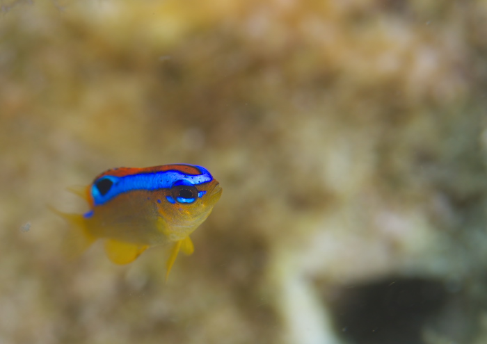 ミヤコキセンスズメダイ