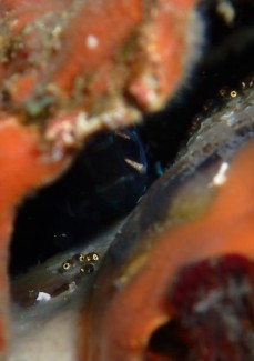 カモハラギンポ