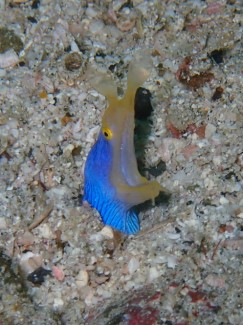 ハナヒゲウツボ