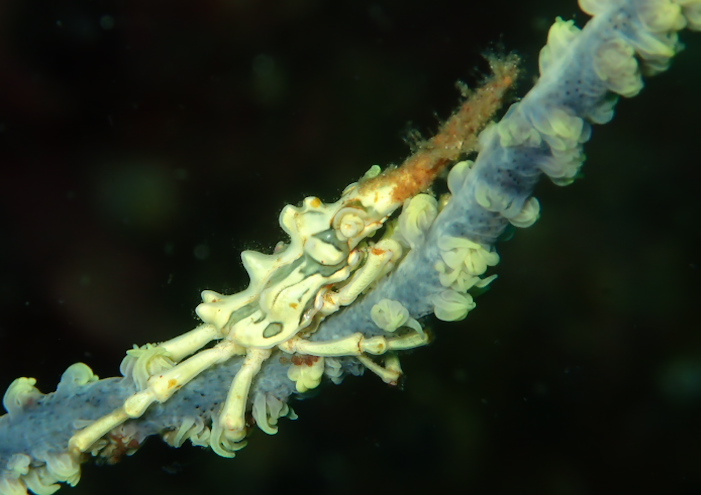 イボイソバナガニブログ2