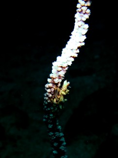 イボイソバナガニ