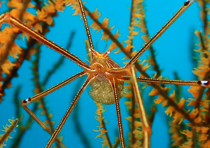 オルトマンワラエビ