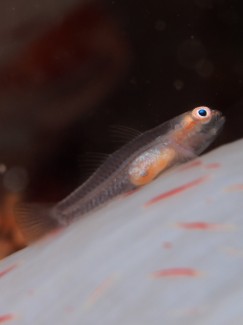 スケロクウミタケハゼ