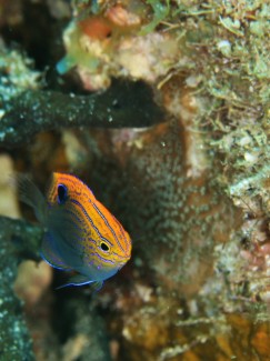 クロメガネスズメダイ