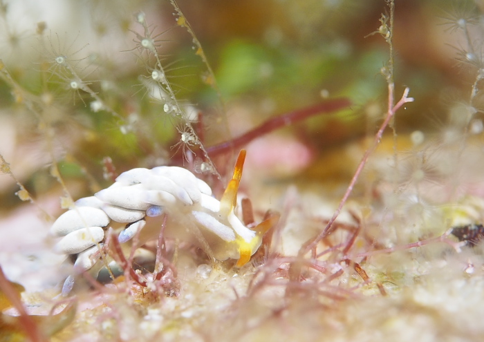 ウララカミノウミウシ