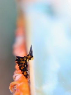 ツマグロモウミウシ