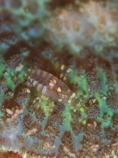 イソギンチャクモドキカクレエビ