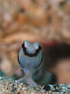 キツネメネジリンボウ