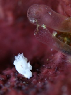 トラパニア・ウィッタ