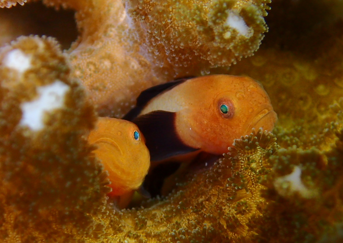 パンダダルマハゼ