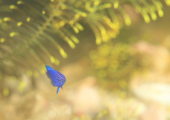 ナガサキスズメダイ