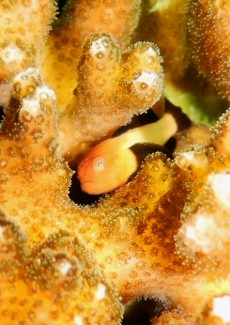 パンダダルマハゼ