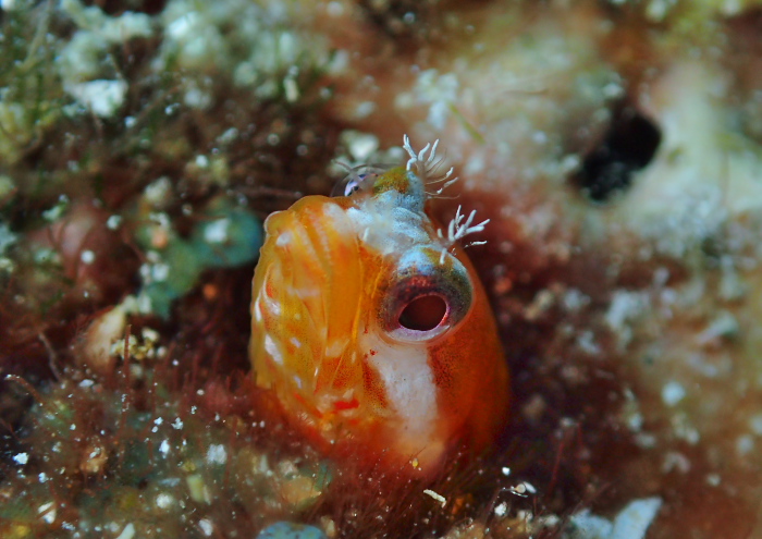 ハダカコケギンポ