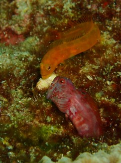 ハダカコケギンポ