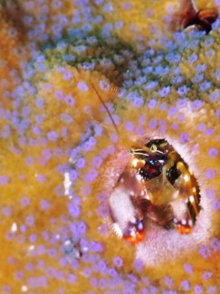 ニシキカンザシヤドカリ