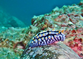 フリエリイボウミウシ