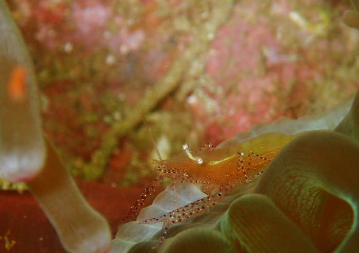 カザリイソギンチャクエビ