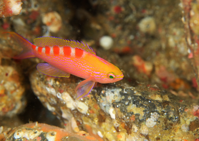 アサヒハナゴイ