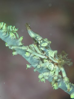 イボイソバナガニ