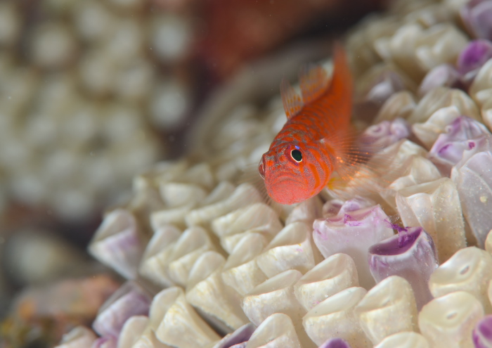 オキナワベニハゼ