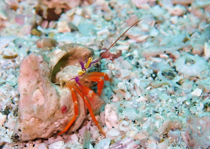 フルセゼブラヤドカリ